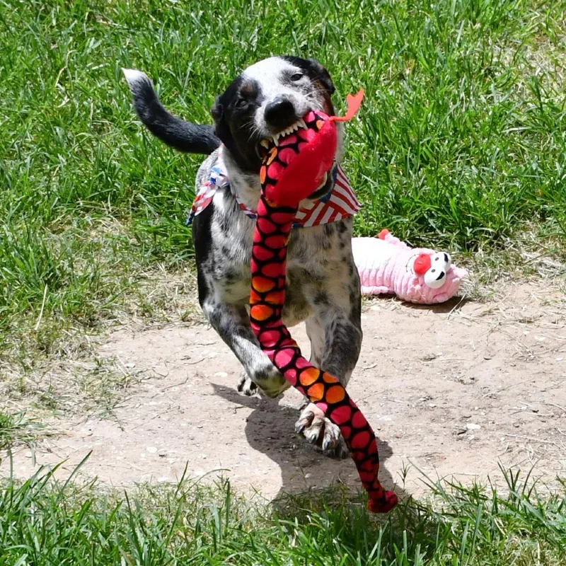 A young medium-sized female Black Australian Cattle Dog / Blue Heeler dog named Firework for adoption in Beaumont, TX