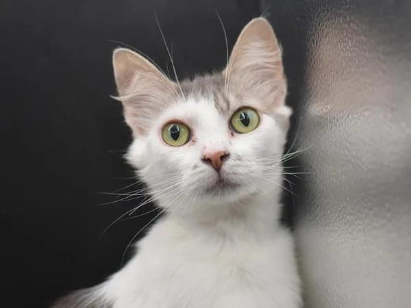 Mia