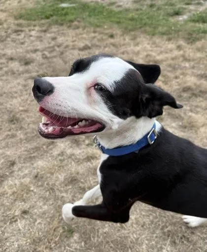 A baby small-sized male English Springer Spaniel dog named Fritz for adoption in Burlington, WA