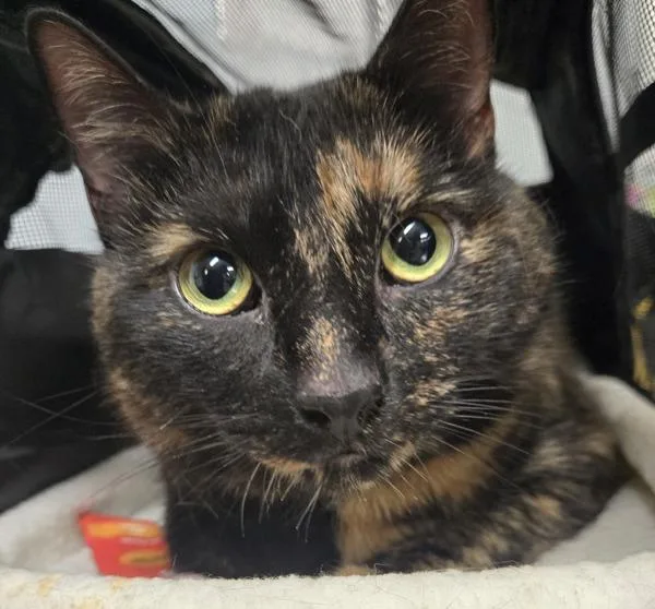 An adult medium-sized female Domestic Short Hair cat named Willow for adoption in Millersville, MD