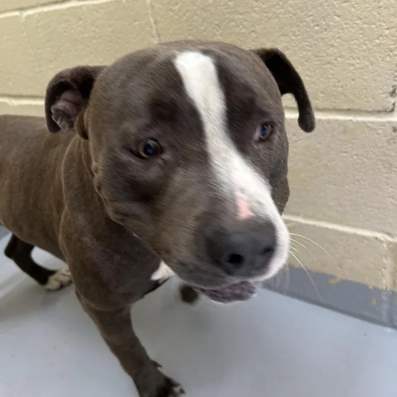 An adult large-sized male Gray / Blue / Silver Pit Bull Terrier dog named Brandon for adoption in Lufkin, TX