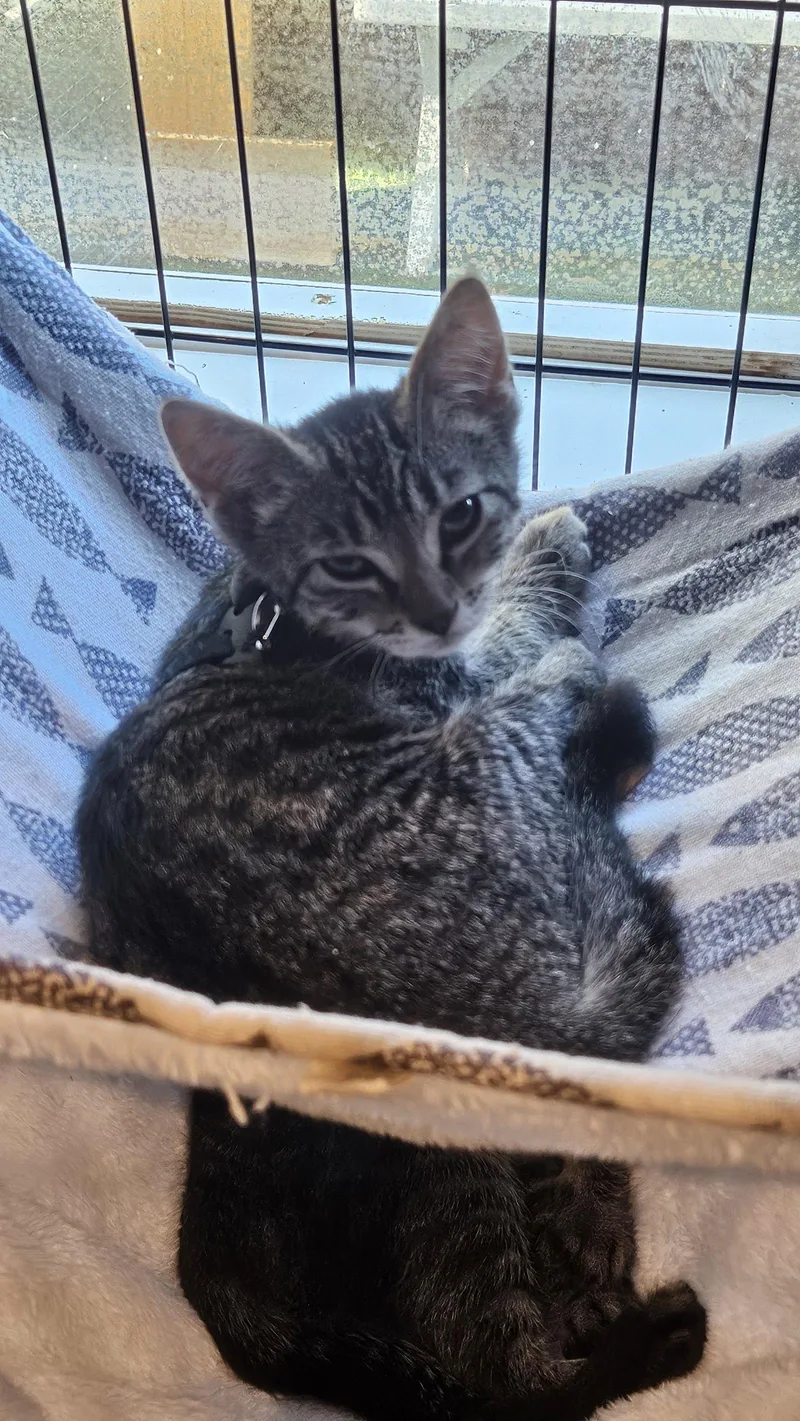 A baby medium-sized female Domestic Short Hair cat named Gracie for adoption in Antioch, CA