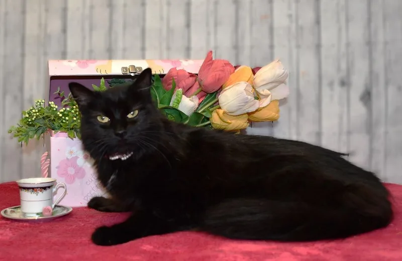 An adult medium-sized female Domestic Long Hair cat named Matilda for adoption in Roanoke, TX