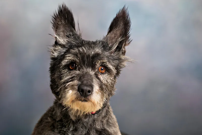 An adult small-sized female Gray / Blue / Silver Cairn Terrier dog named Lainey for adoption in Seville, OH