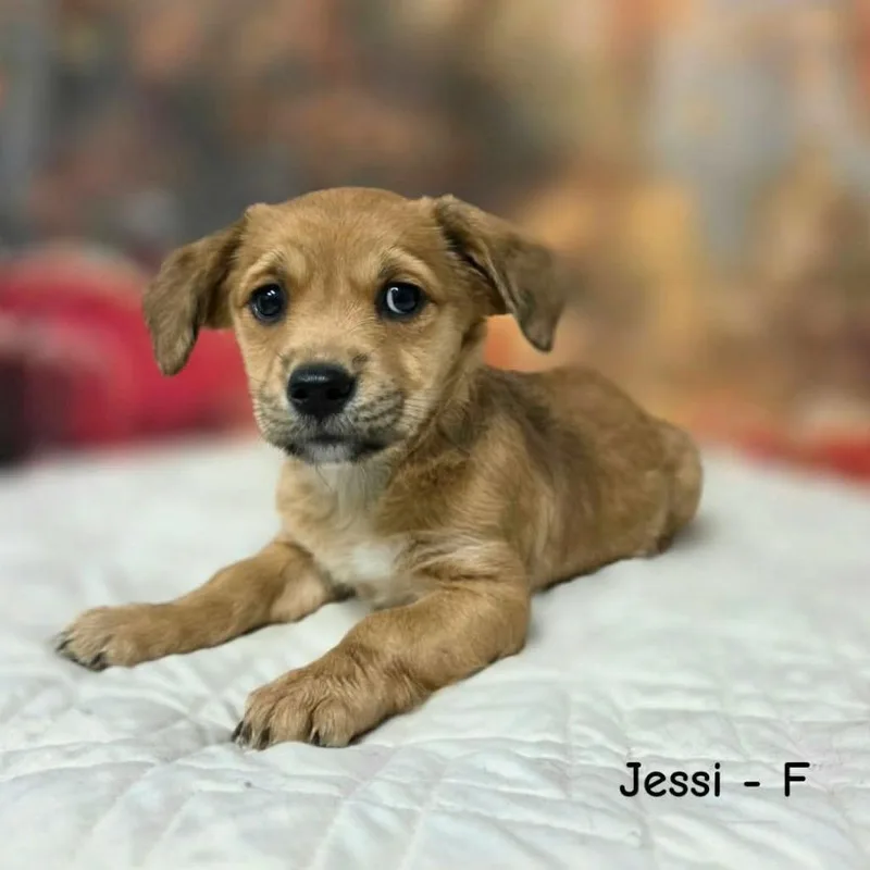 A baby medium-sized female Yellow / Tan / Blond / Fawn Terrier dog named Jessi for adoption in Griswold, CT