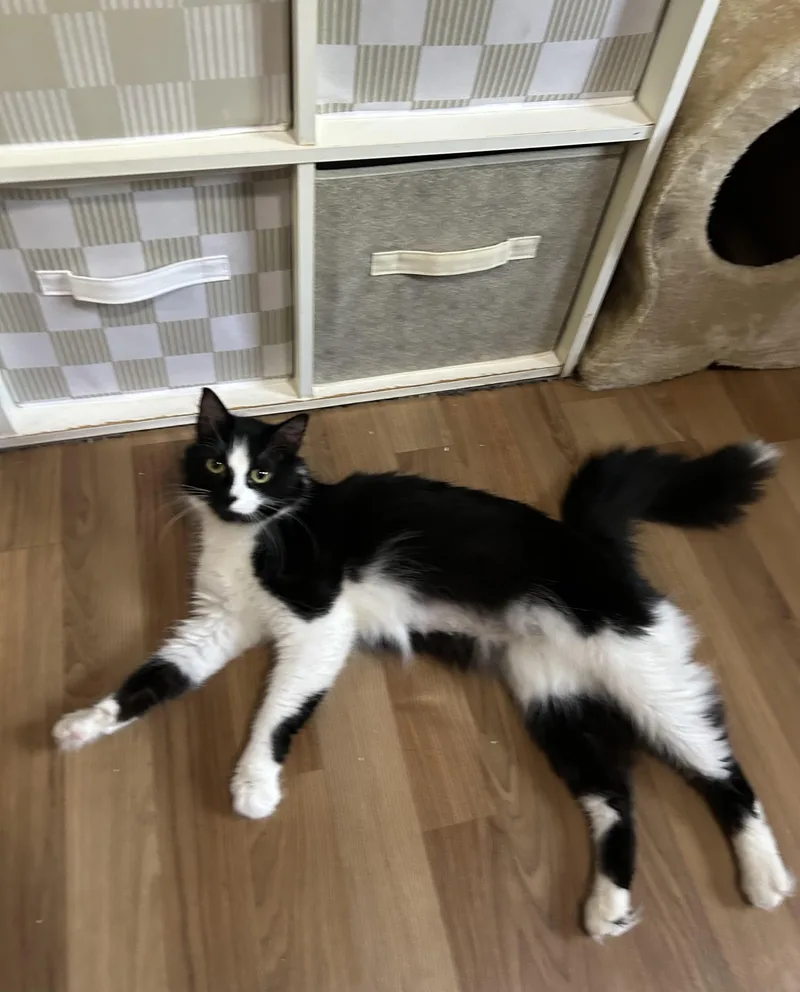A baby large-sized female Black & White / Tuxedo Domestic Long Hair cat named Willow for adoption in Herculaneum, MO