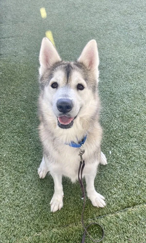 A senior large-sized female Siberian Husky dog named Freya for adoption in San Diego, CA