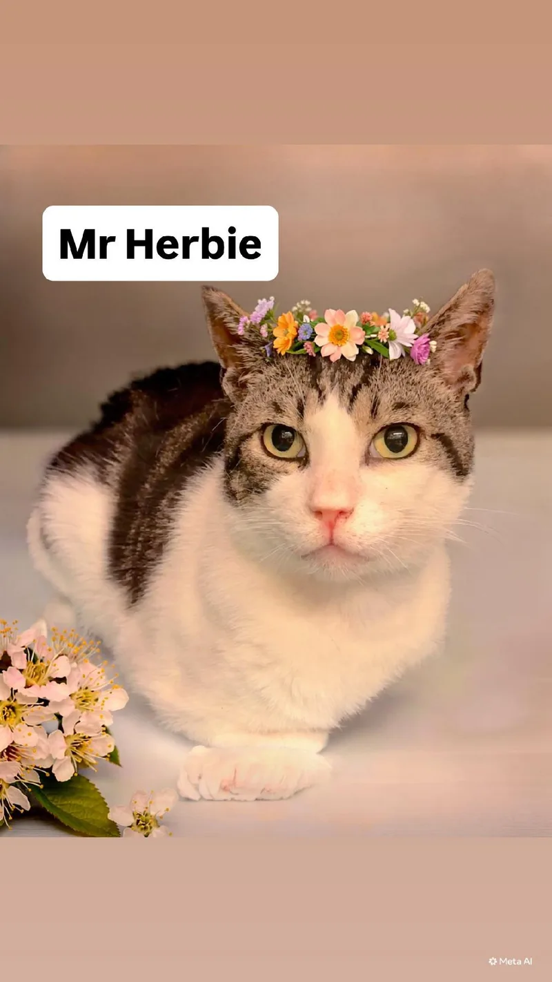An adult medium-sized male Domestic Short Hair cat named Mr Herbie At Martinez for adoption in Walnut Creek, CA