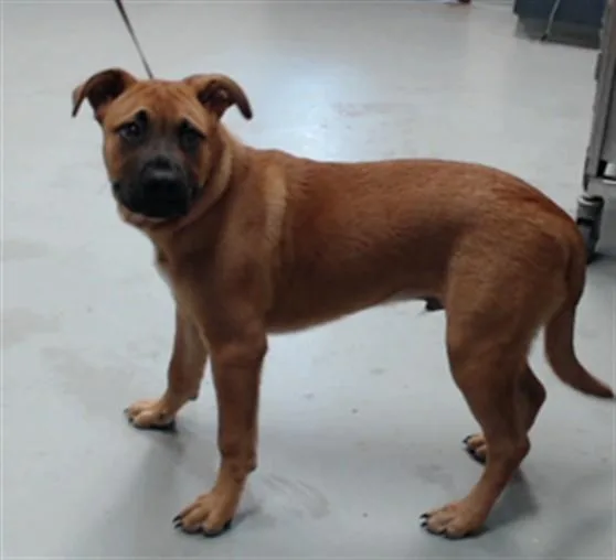A young medium-sized male Labrador Retriever dog named A for adoption in Fayetteville, NC