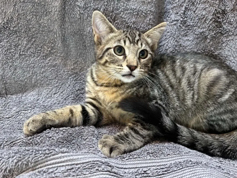 A baby medium-sized male Domestic Short Hair cat named Ronan for adoption in Portland, OR