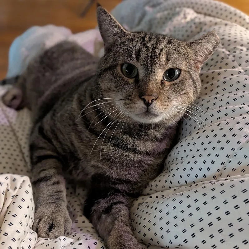 An adult small-sized male Brown / Chocolate Domestic Short Hair cat named Vic for adoption in Lynchburg, VA