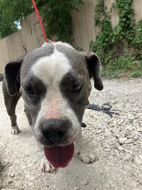 An adult medium-sized female Mixed Breed dog named Bluey for adoption in Dallas, TX