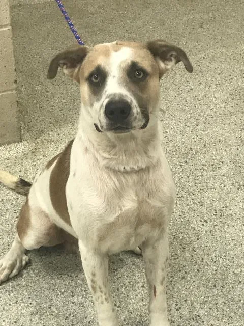 An adult large-sized male Great Pyrenees dog named A for adoption in Conroe, TX