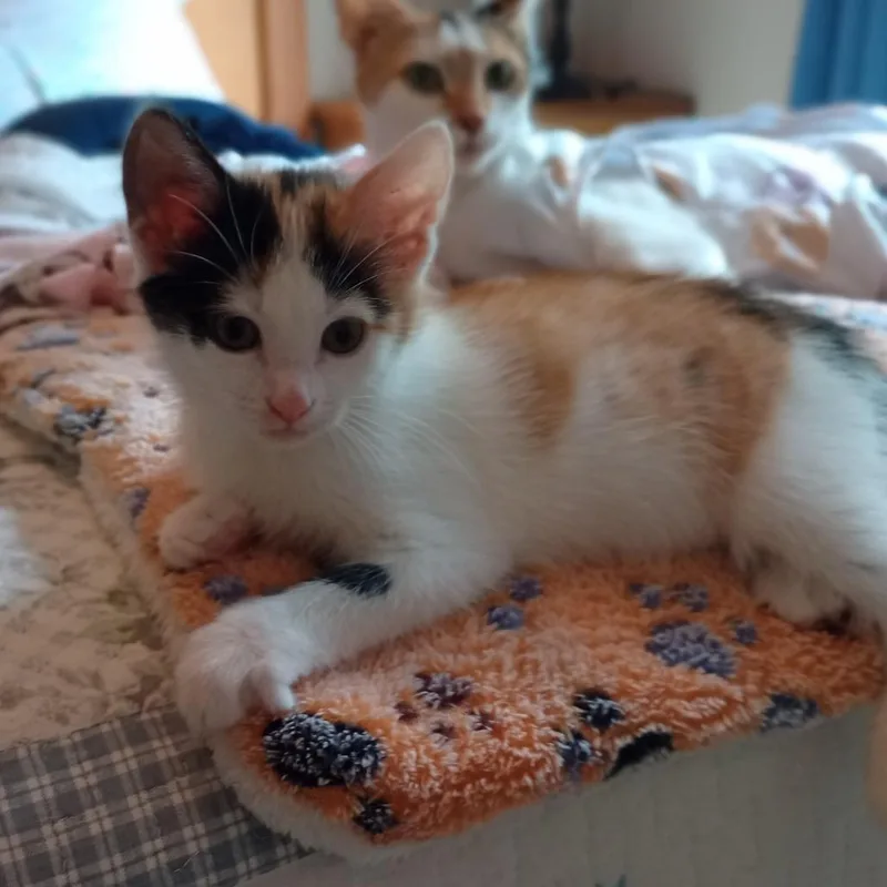 A baby small-sized female Domestic Short Hair cat named Iris for adoption in Cumming, GA