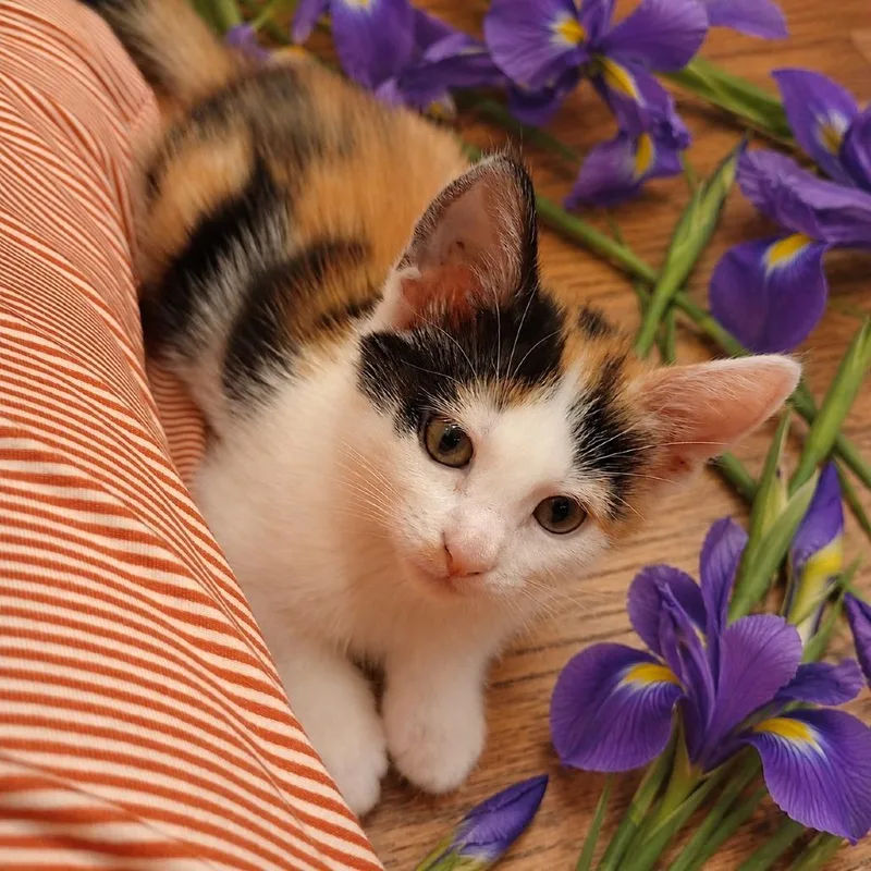 Iris thumbnail 2