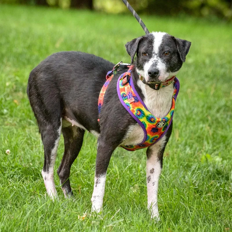 An adult medium-sized female Black Hound dog named Anjelica for adoption in Lambertville, NJ