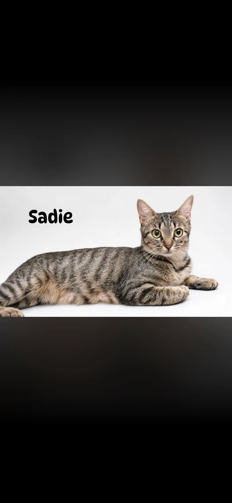 A young medium-sized female Tabby (Buff / Tan / Fawn) Domestic Short Hair cat named Sadie for adoption in Arlington, TX
