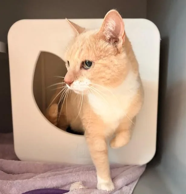 An adult small-sized female Domestic Short Hair cat named Mia for adoption in Leesburg, VA