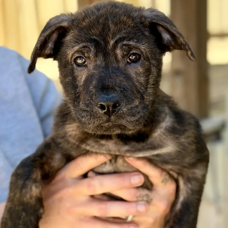 A baby large-sized male Brindle Mixed Breed dog named Guinness Arriving In for adoption in Berwick, ME