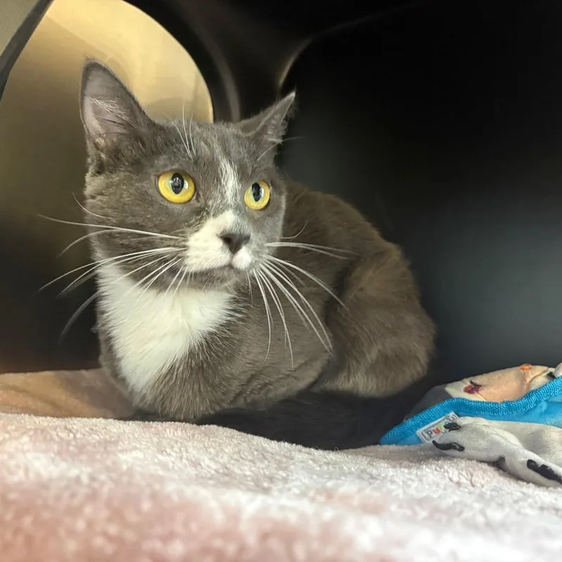 An adult medium-sized female Domestic Short Hair cat named Fallon for adoption in Spokane, WA