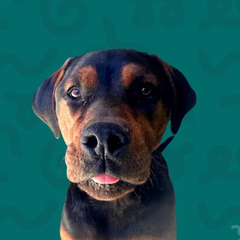 Rupert thumbnail 2