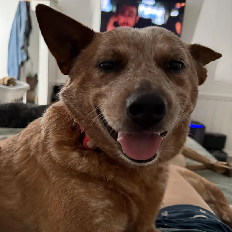 June Bug thumbnail 3