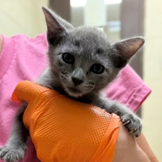 A baby small-sized female Gray / Blue / Silver Domestic Short Hair cat named Welly for adoption in Leander, TX