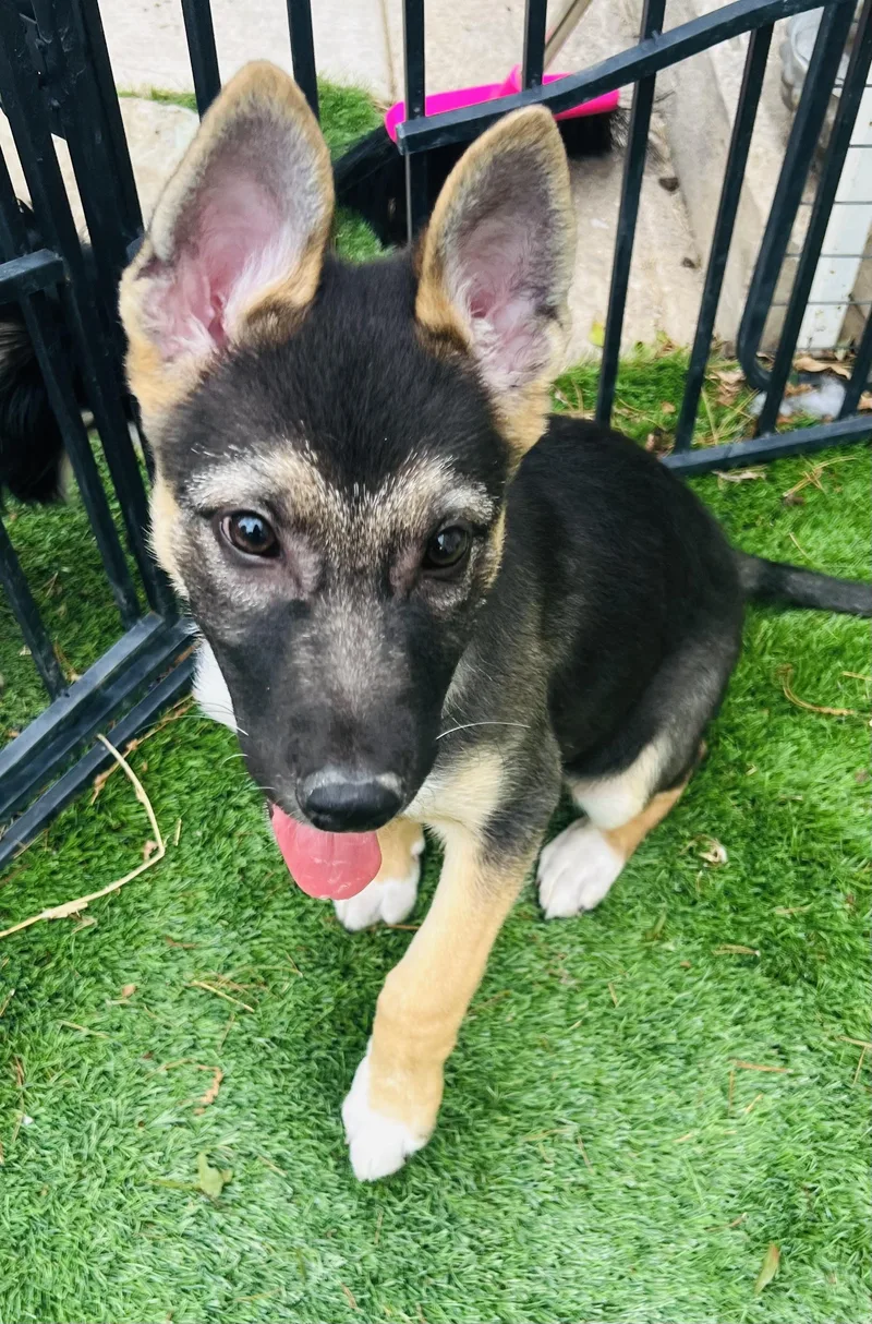 Duke