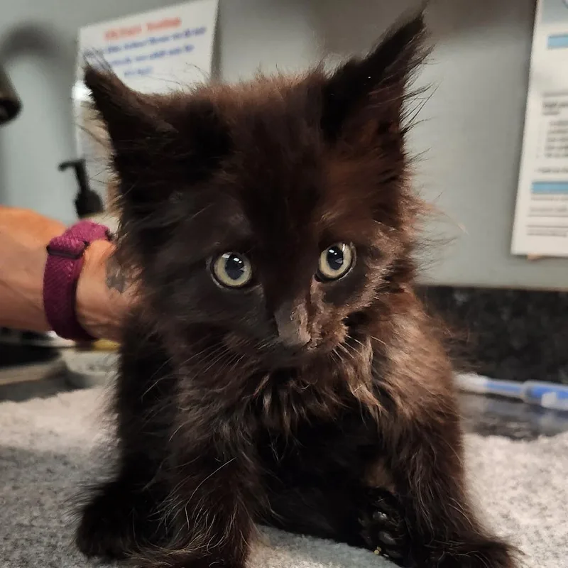 A baby small-sized male Black Domestic Long Hair cat named Scrappy for adoption in Brighton, MO
