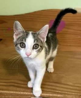 A baby large-sized male Tabby (Gray / Blue / Silver) Domestic Short Hair cat named Romeo for adoption in Lemoyne, PA