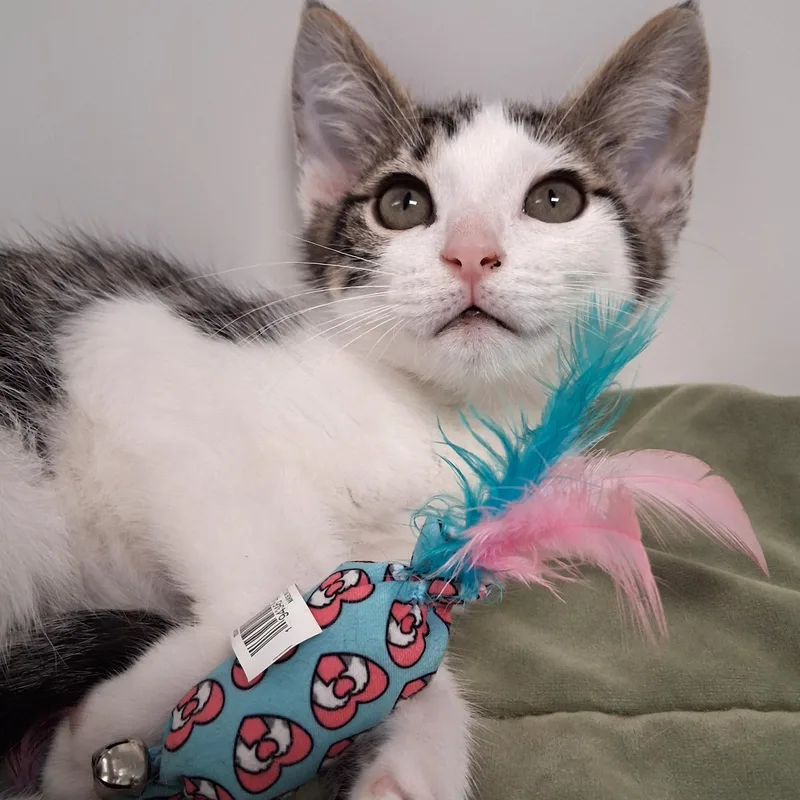 A young small-sized male Tabby (Brown / Chocolate) Domestic Short Hair cat named Ronan for adoption in Belmont, NY