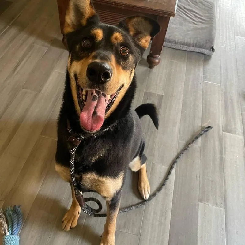 Hunter  Gentle Giant! thumbnail 2