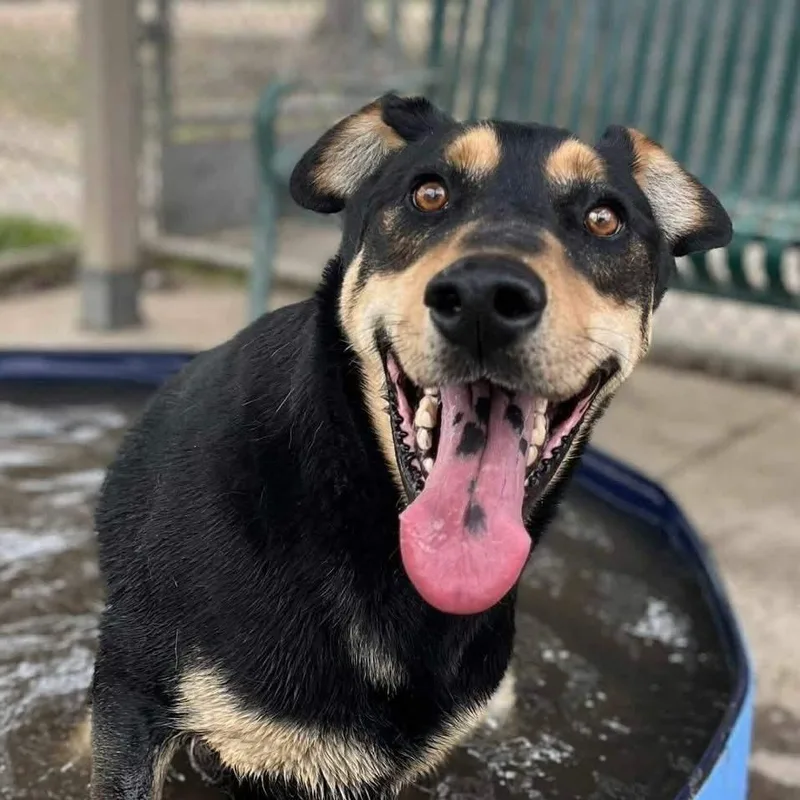 Hunter  Gentle Giant! thumbnail 3