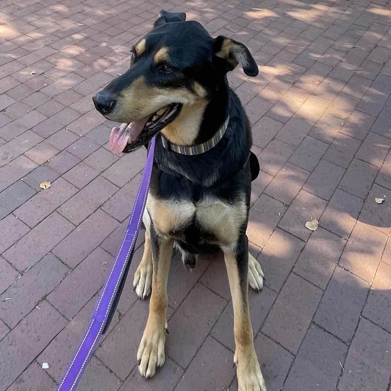 Hunter  Gentle Giant!