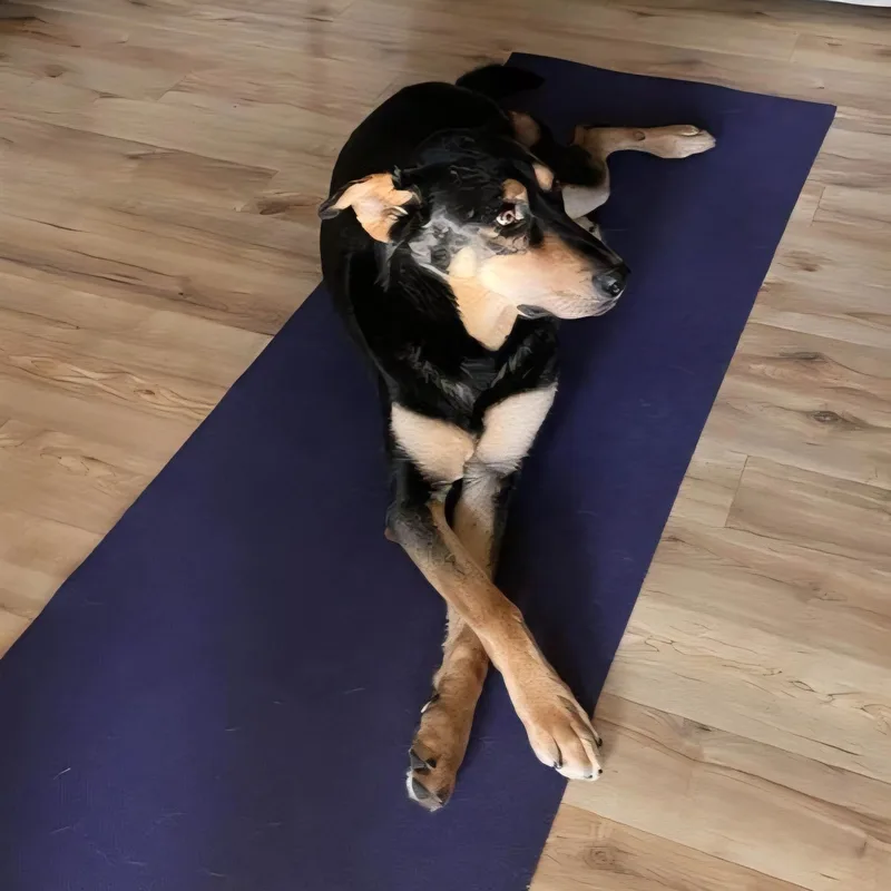 Hunter  Gentle Giant! thumbnail 4