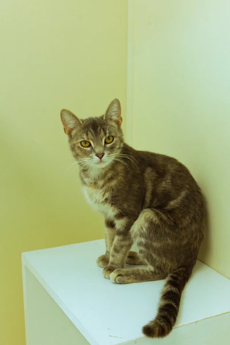 A baby medium-sized female Domestic Short Hair cat named Darla for adoption in Urbana, OH
