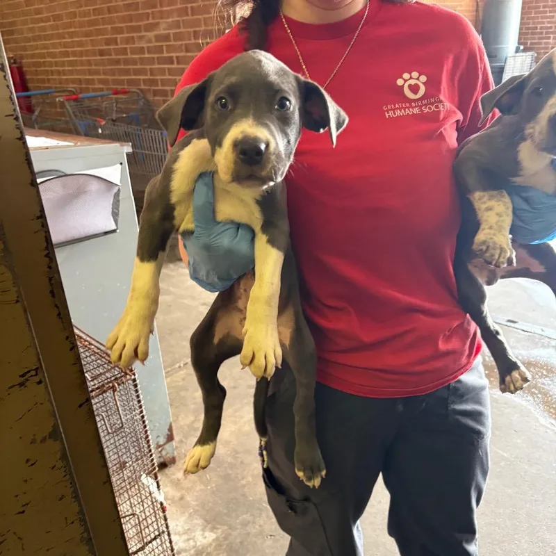 A baby small-sized female Gray / Blue / Silver Pit Bull Terrier dog named Gretchen for adoption in Birmingham, AL