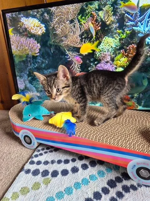 A baby medium-sized male Domestic Short Hair cat named C Litter Johnnie for adoption in Livonia, MI
