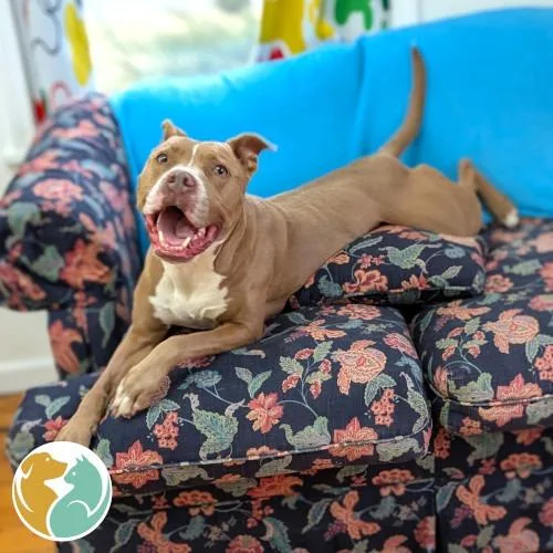 An adult medium-sized female Yellow / Tan / Blond / Fawn Pit Bull Terrier dog named Fina for adoption in Toledo, OH