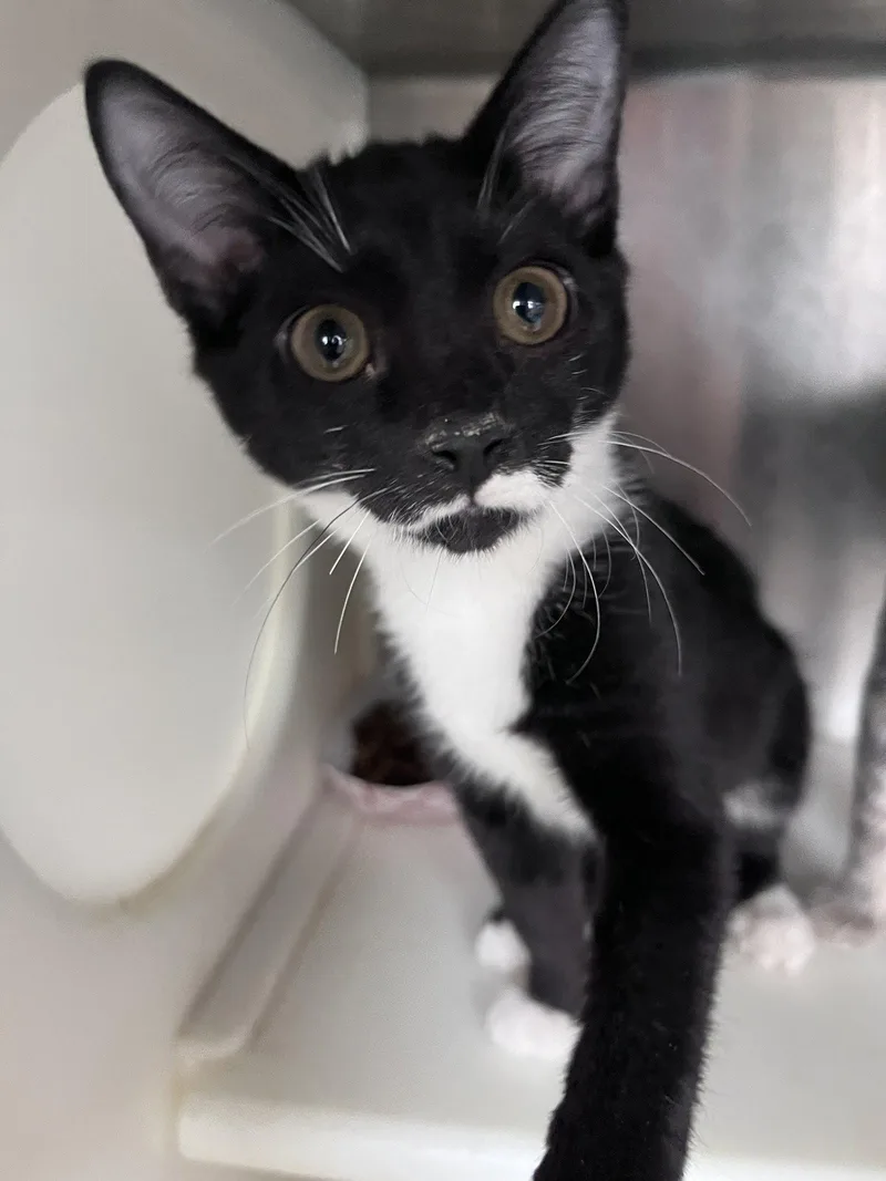 A young medium-sized female Black & White / Tuxedo Domestic Short Hair cat named Esther for adoption in Carrollton, GA