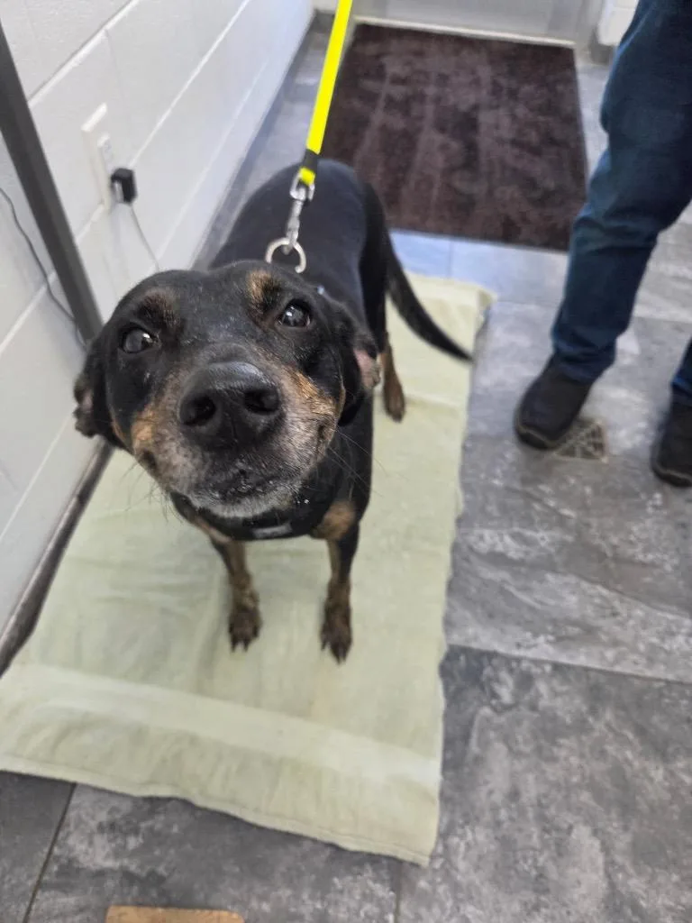 An adult large-sized female Mixed Breed dog named Remi for adoption in Oxford, NC