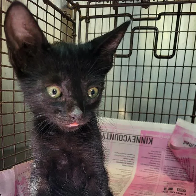 A baby small-sized male Domestic Medium Hair cat named Bell for adoption in San Antonio, TX