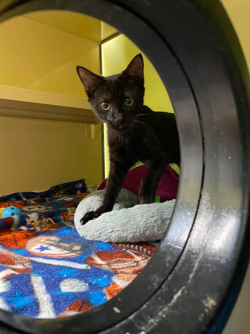 A baby medium-sized female Black Domestic Short Hair cat named Stormy for adoption in Gonic, NH