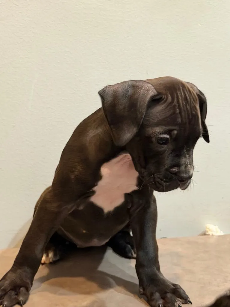 A baby small-sized female Boxer dog named Penny for adoption in Sharpsburg, GA