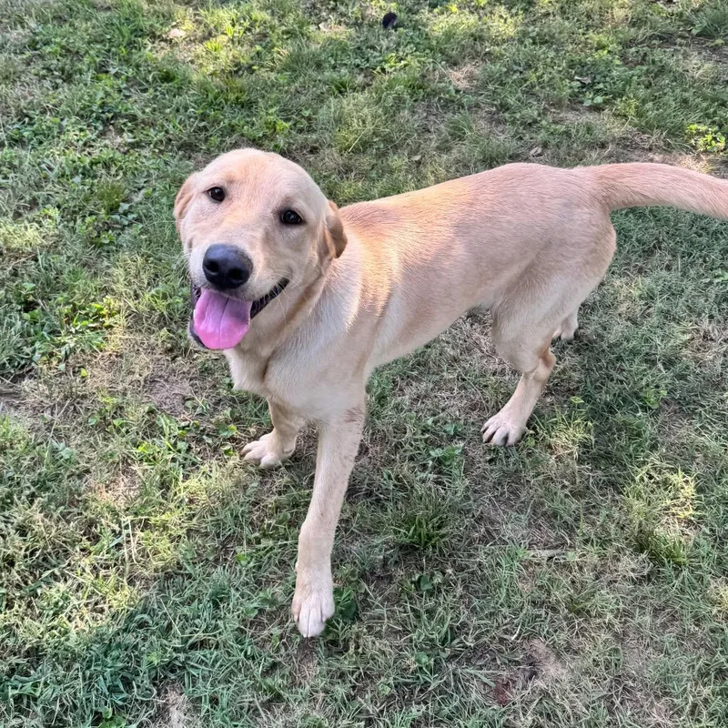An adult medium-sized male Yellow Labrador Retriever dog named Truman for adoption in Brownsboro, AL