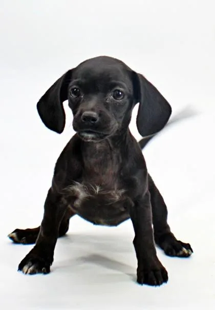 Tootsie