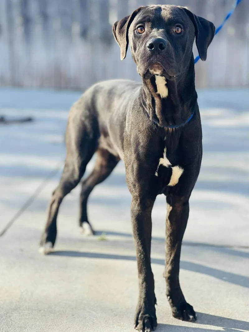 An adult large-sized male Black Great Dane dog named Ac "jupiter" for adoption in Conyers, GA