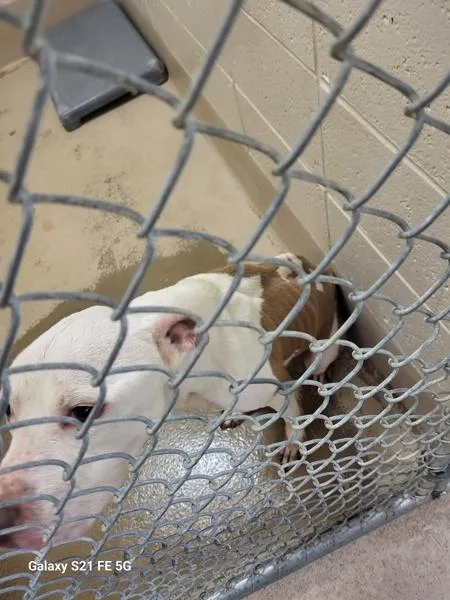 An adult medium-sized male Pit Bull Terrier dog named Vc  Franklin for adoption in Lawrenceville, GA