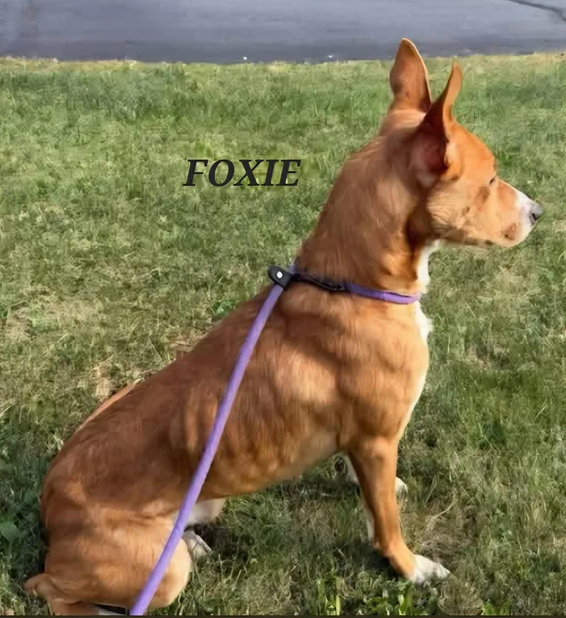 An adult medium-sized female Mixed Breed dog named Foxie for adoption in Bowling Green, OH