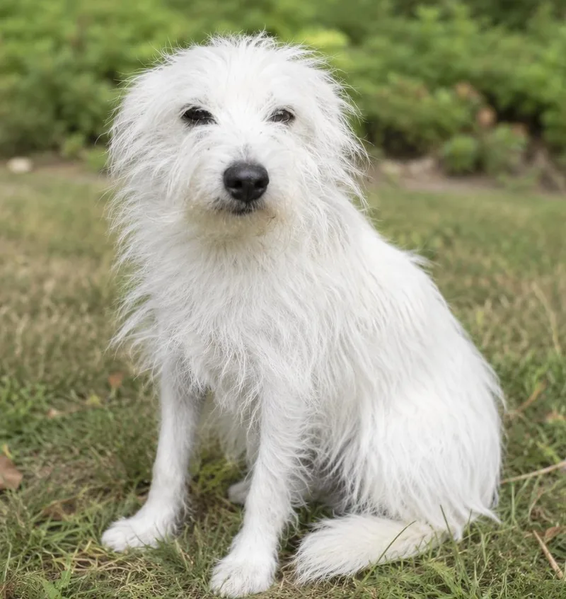 A young small-sized female White / Cream West Highland White Terrier / Westie dog named Millie for adoption in Southlake, TX
